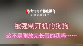 被强制开机的狗狗，这不是刚放完长假的我吗…….