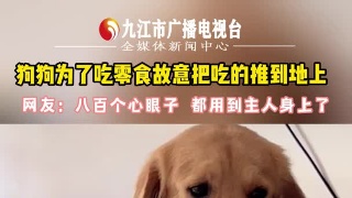 狗狗为了吃零食故意把吃的推到地上  网友：八百个心眼子 都用到主人身上了