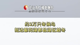 约2万只冬越冬候鸟抵达鄱阳湖都昌湖区