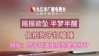 偷拍狗子打瞌睡，终于知道困成狗是啥样了