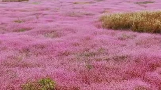 快来打卡！鄱阳湖蓼子花海开了