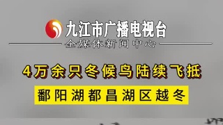 4万余只冬候鸟陆续飞抵鄱阳湖都昌湖区越冬