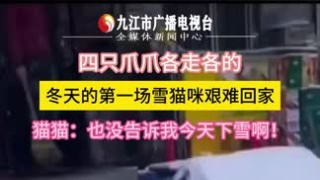 四只爪爪各走各的，猫猫：回家的路真是艰难