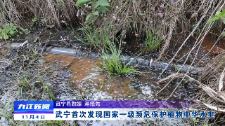 武寧首次發現國家一級瀕危保護植物中華水韭
