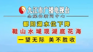 鄱阳湖鞋山水域湖底花海，一望无际美不胜收