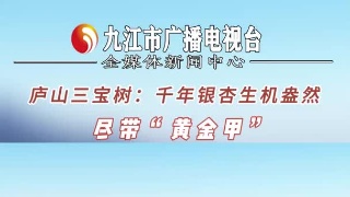 庐山三宝树：千年银杏生机盎然 尽带“黄金甲”