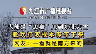 大熊猫“思嘉”见到东北大雪，撒欢打滚根本停不下来，网友：一看就是南方来的