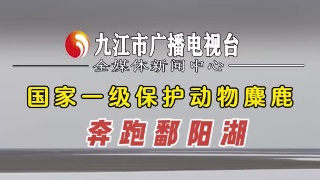 国家一级保护动物麋鹿，奔跑鄱阳湖