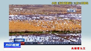 【央媒看九江】央视《新闻直播间》报道70万只候鸟飞抵鄱阳湖 观鸟正当时
