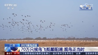 【央媒看九江】央视报道70万只候鸟飞抵鄱阳湖 观鸟正当时