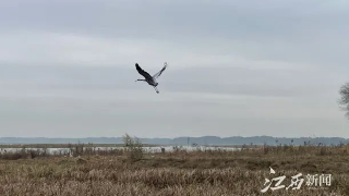 【12•11早安丨九江】降温15℃！九江预报有雪；永修县、武宁县两地获财政部表彰，各奖励600万;第三届鄱阳湖国际观鸟季救护候鸟放飞活动举行；