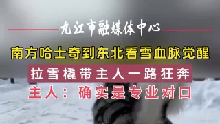 南方哈士奇到东北看雪血脉觉醒 拉雪橇带主人一路狂奔 主人：确实是专业对口