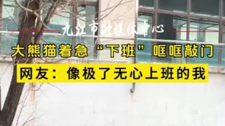 大熊猫着急“下班”哐哐敲门，网友：像极了无心上班的我