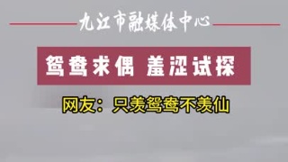 鸳鸯求偶 羞涩试探  网友：只羡鸳鸯不羡仙
