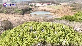 都昌：2000多只苍鹭衔树枝 筑爱巢