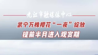 武宁万株樱花“一夜”绽放，提前半月进入观赏期