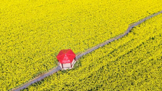 【3•11早安丨九江】九江油菜花赏花旅游活动即将启动；成都=九江=宁波正式开航；九江这里的“网红”百年樱花开了