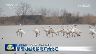 【央媒看九江】央视《新闻联播》栏目播出：《鄱阳湖越冬候鸟开始北迁》