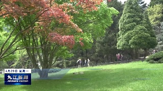 庐山植物园：珙桐花开游客来