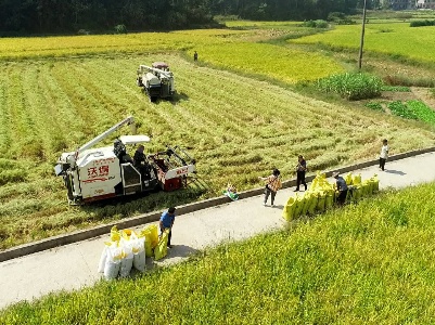 水稻获丰收  农机来收割