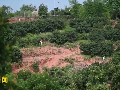 鹅湖镇：杨梅红满枝 采摘正当时