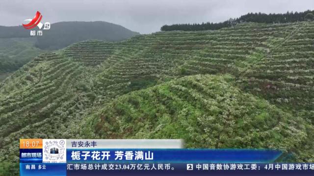 吉安永丰：栀子花开 芳香满山