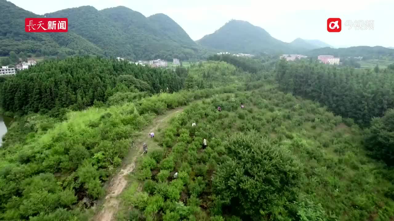 产值88亿元，宜春油茶产业发展“油”动力
