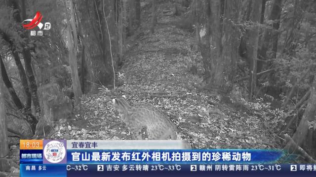 宜春宜丰：官山最新发布红外相机拍摄到的珍稀动物