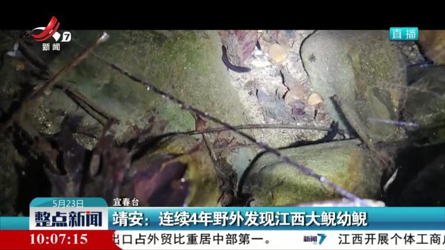 靖安：连续4年野外发现江西大鲵幼鲵