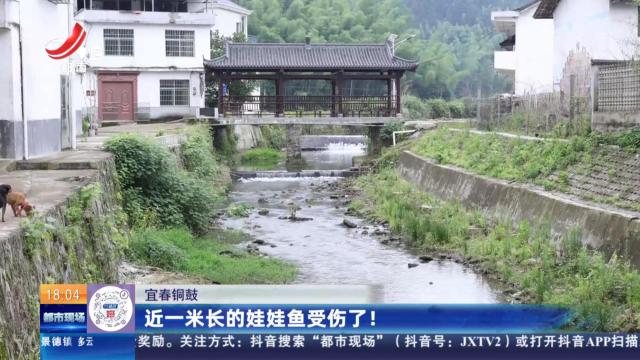 宜春铜鼓：近一米长的娃娃鱼受伤了！