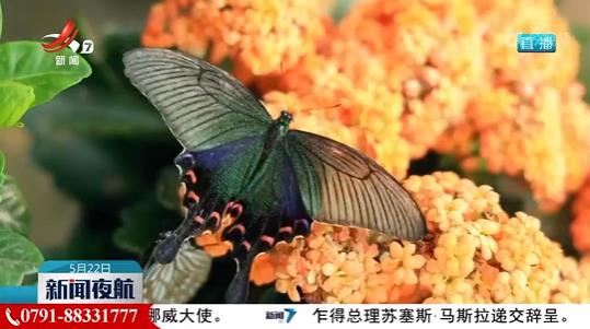 云南金平：近亿只蝴蝶“聚会”