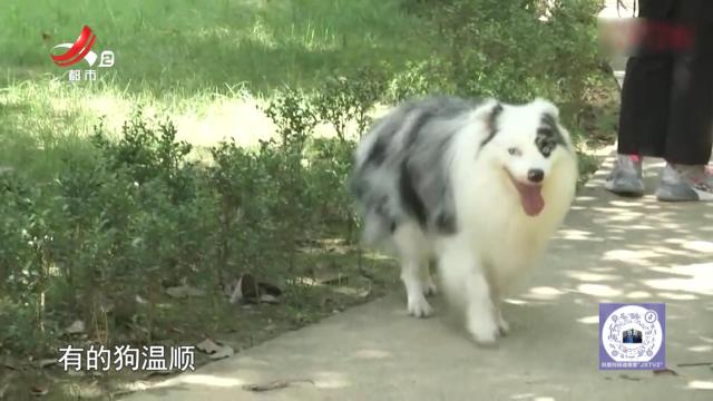 今日提醒——家庭养狗 怎么挑选？