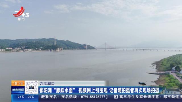 九江湖口：鄱阳湖“豚跃水面”视频网上引围观 记者随拍摄者再次现场拍摄