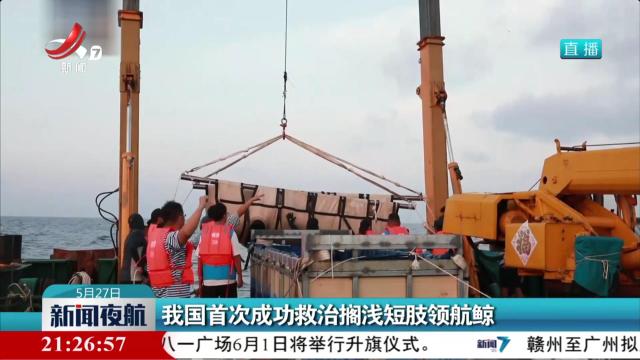 我国首次成功救治搁浅短肢领航鲸
