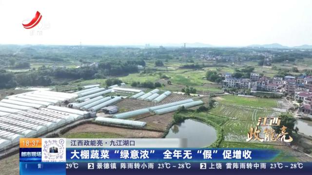 【江西政能亮】九江湖口：大棚蔬菜“绿意浓” 全年无“假”促增收