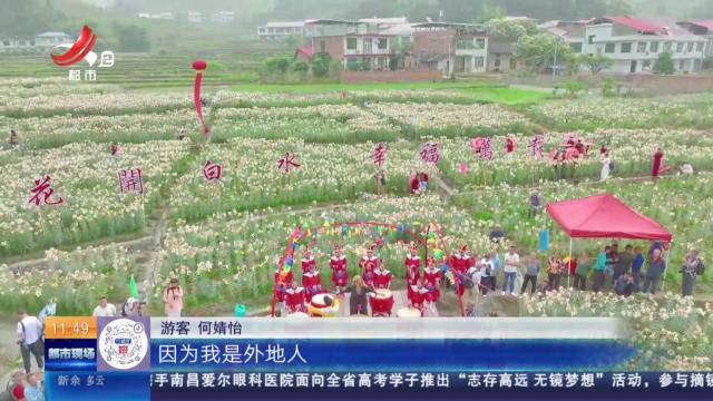 宜春万载：缤纷初夏 百合花开！