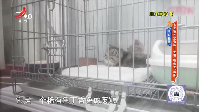 今日提醒——免费领养宠物猫？警惕“喵喵贷”陷阱