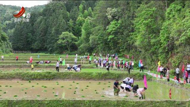 三农头条20240527