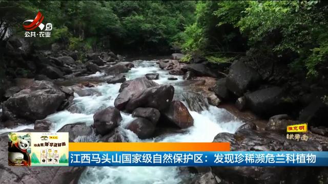 江西马头山国家级自然保护区：发现珍稀濒危兰科植物