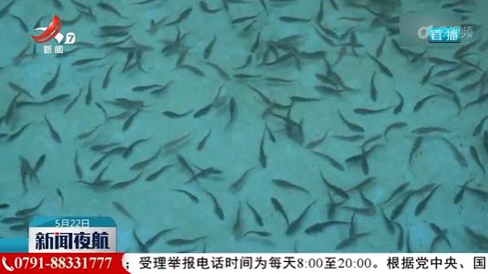 三峡集团长江鲟繁殖数量创新高