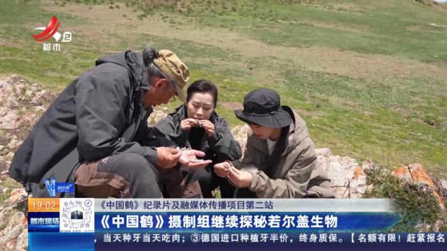【《中国鹤》纪录片及融媒体传播项目第二站】《中国鹤》摄制组继续探秘若尔盖生物