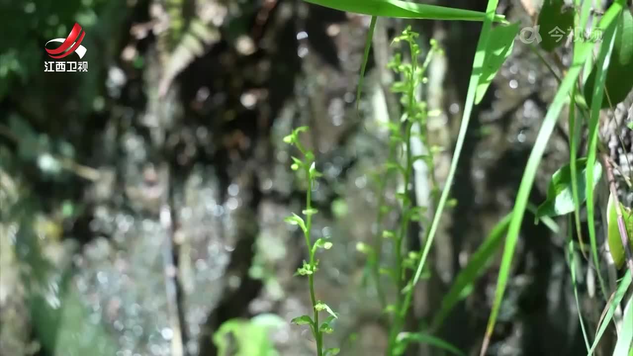 我省首次发现珍稀濒危兰科植物“南方舌唇兰”