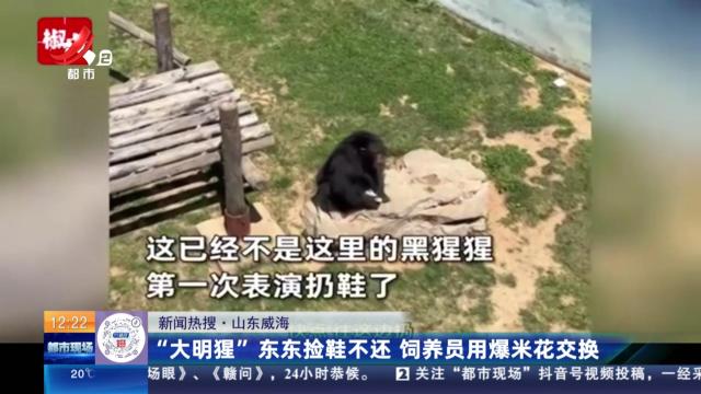 【新闻热搜】山东威海：“大明猩”东东捡鞋不还 饲养员用爆米花交换