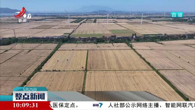 机械化作业保障冬种作物颗粒归仓