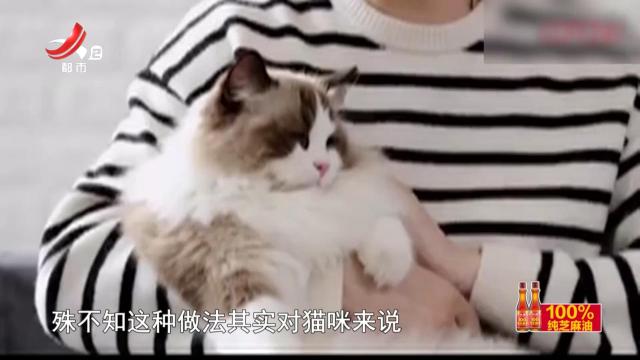 今日提醒——新手养猫该注意什么？
