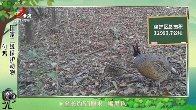 绿野秘踪20240614