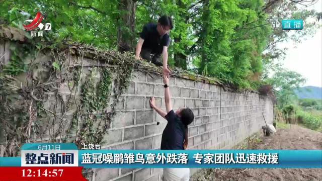 蓝冠噪鹛雏鸟意外跌落 专家团队迅速救援