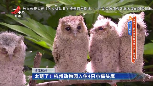 浙江杭州：太萌了！杭州动物园入住4只小猫头鹰