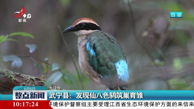武宁县：发现仙八色鸫筑巢育雏