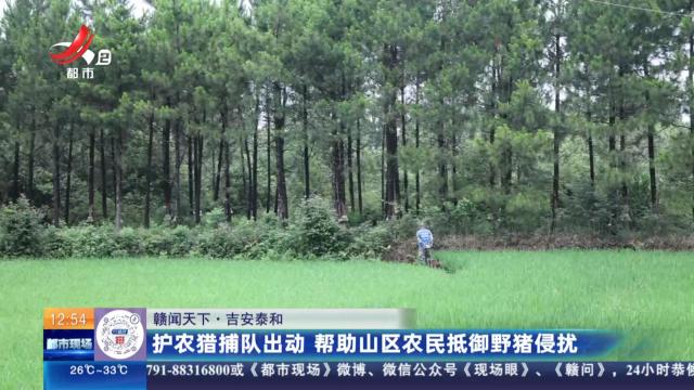 【赣闻天下】吉安泰和：护农猎捕队出动 帮助山区农民抵御野猪侵扰